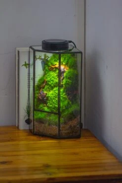 Small Version Handmade Glass Terrarium With Door For Plant, Moss Wall, Closed Geometric Tin Pentagon Planter -Ncyp Garden Sale Shop IMG 5147 2