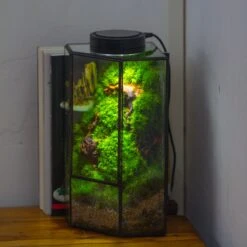 Small Version Handmade Glass Terrarium With Door For Plant, Moss Wall, Closed Geometric Tin Pentagon Planter -Ncyp Garden Sale Shop IMG 5148 2
