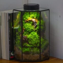 Small Version Handmade Glass Terrarium With Door For Plant, Moss Wall, Closed Geometric Tin Pentagon Planter -Ncyp Garden Sale Shop IMG 5149 3