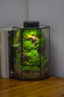 Small Version Handmade Glass Terrarium With Door For Plant, Moss Wall, Closed Geometric Tin Pentagon Planter -Ncyp Garden Sale Shop IMG 5149 4