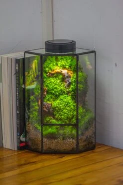 Small Version Handmade Glass Terrarium With Door For Plant, Moss Wall, Closed Geometric Tin Pentagon Planter -Ncyp Garden Sale Shop IMG 5149 20561d88 b7ba 4d44 8445 313a850bc95c