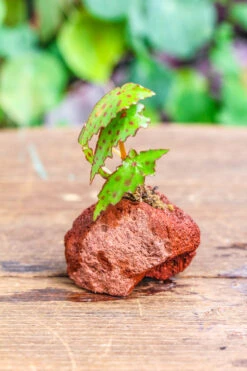 5-8cm Red Horticultural Lava Rock Volcanic Rock For Terrarium, Bonsai Landscape, 500g -Ncyp Garden Sale Shop IMG 5161