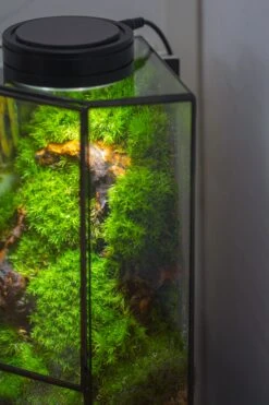 Small Version Handmade Glass Terrarium With Door For Plant, Moss Wall, Closed Geometric Tin Pentagon Planter -Ncyp Garden Sale Shop IMG 5162 af2371d6 474e 4fce 9087 83415ce8625e