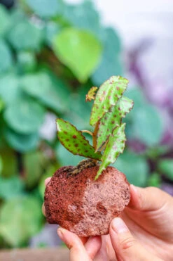 5-8cm Red Horticultural Lava Rock Volcanic Rock For Terrarium, Bonsai Landscape, 500g -Ncyp Garden Sale Shop IMG 5163
