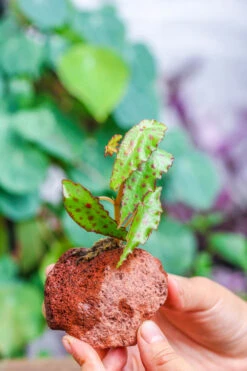 5-8cm Red Horticultural Lava Rock Volcanic Rock For Terrarium, Bonsai Landscape, 500g -Ncyp Garden Sale Shop IMG 5164