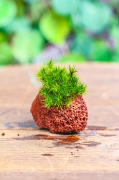5-8cm Red Horticultural Lava Rock Volcanic Rock For Terrarium, Bonsai Landscape, 500g -Ncyp Garden Sale Shop IMG 5167