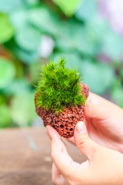 5-8cm Red Horticultural Lava Rock Volcanic Rock For Terrarium, Bonsai Landscape, 500g -Ncyp Garden Sale Shop IMG 5168