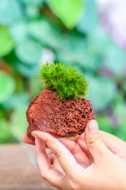 5-8cm Red Horticultural Lava Rock Volcanic Rock For Terrarium, Bonsai Landscape, 500g -Ncyp Garden Sale Shop IMG 5169