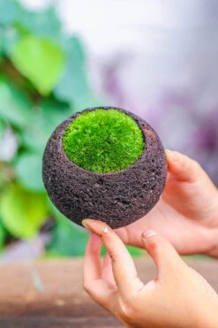 3 Units 8cm / 3.1" Round Black Horticultural Lava Rock Volcanic Rock Planter For Succulents, Moss, Tropical Palants, Terrariums -Ncyp Garden Sale Shop IMG 5181