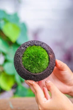 3 Units 8cm / 3.1" Round Black Horticultural Lava Rock Volcanic Rock Planter For Succulents, Moss, Tropical Palants, Terrariums -Ncyp Garden Sale Shop IMG 5182