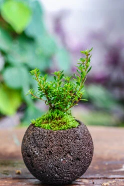 9cm / 3.5" Round Black Horticultural Lava Rock Volcanic Rock Planter For Succulents, Moss, Tropical Palants, Terrariums -Ncyp Garden Sale Shop IMG 5191