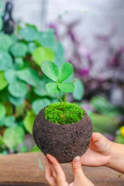 3 Unit 12cm / 4.7" Round Red Horticultural Lava Rock Volcanic Rock Planter For Succulents, Moss, Tropical Palants, Terrariums -Ncyp Garden Sale Shop IMG 5199