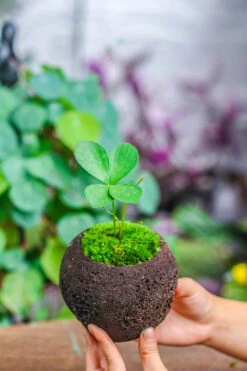 3 Unit 12cm / 4.7" Round Red Horticultural Lava Rock Volcanic Rock Planter For Succulents, Moss, Tropical Palants, Terrariums -Ncyp Garden Sale Shop IMG 5200