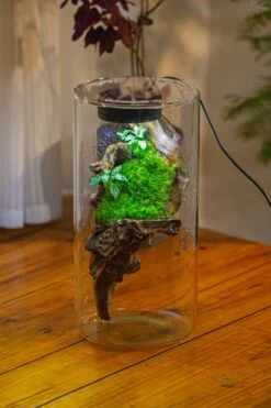 Large Cylinder Terrarium With LED Grow Lamp, Acrylic Lid Set For Bog, Carnivorous Plants -15x30cm -Ncyp Garden Sale Shop IMG 5202
