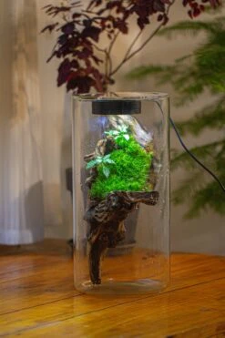 Large Cylinder Terrarium With LED Grow Lamp, Acrylic Lid Set For Bog, Carnivorous Plants -15x30cm -Ncyp Garden Sale Shop IMG 5203