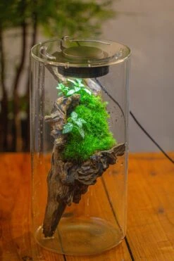 Large Cylinder Terrarium With LED Grow Lamp, Acrylic Lid Set For Bog, Carnivorous Plants -15x30cm -Ncyp Garden Sale Shop IMG 5204