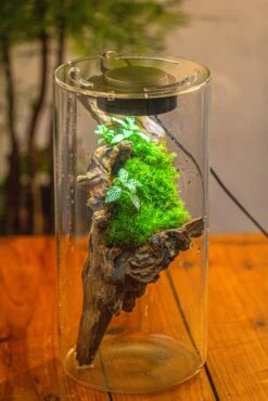 Large Cylinder Terrarium With LED Grow Lamp, Acrylic Lid Set For Bog, Carnivorous Plants -15x30cm -Ncyp Garden Sale Shop IMG 5205