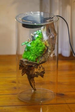 Large Cylinder Terrarium With LED Grow Lamp, Acrylic Lid Set For Bog, Carnivorous Plants -15x30cm -Ncyp Garden Sale Shop IMG 5206