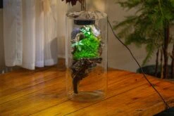 Large Cylinder Terrarium With LED Grow Lamp, Acrylic Lid Set For Bog, Carnivorous Plants -15x30cm -Ncyp Garden Sale Shop IMG 5207