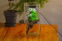 Large Cylinder Terrarium With LED Grow Lamp, Acrylic Lid Set For Bog, Carnivorous Plants -15x30cm -Ncyp Garden Sale Shop IMG 5208