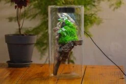 Large Cylinder Terrarium With LED Grow Lamp, Acrylic Lid Set For Bog, Carnivorous Plants -15x30cm -Ncyp Garden Sale Shop IMG 5209