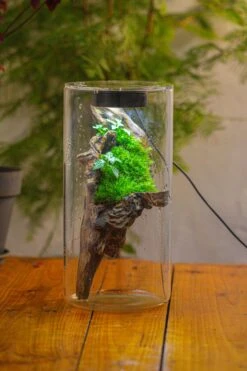 Large Cylinder Terrarium With LED Grow Lamp, Acrylic Lid Set For Bog, Carnivorous Plants -15x30cm -Ncyp Garden Sale Shop IMG 5210