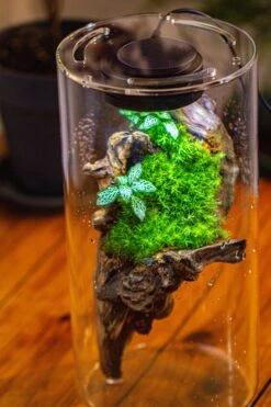 Large Cylinder Terrarium With LED Grow Lamp, Acrylic Lid Set For Bog, Carnivorous Plants -15x30cm -Ncyp Garden Sale Shop IMG 5211