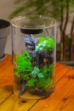 Medium Cylinder Terrarium With LED Grow Lamp, Acrylic Lid Set For Bog, Carnivorous Plants -15x25cm -Ncyp Garden Sale Shop IMG 5228