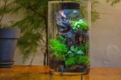 Medium Cylinder Terrarium With LED Grow Lamp, Acrylic Lid Set For Bog, Carnivorous Plants -15x25cm -Ncyp Garden Sale Shop IMG 5230
