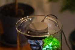 Medium Cylinder Terrarium With LED Grow Lamp, Acrylic Lid Set For Bog, Carnivorous Plants -15x25cm -Ncyp Garden Sale Shop IMG 5234