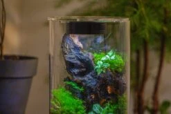 Medium Cylinder Terrarium With LED Grow Lamp, Acrylic Lid Set For Bog, Carnivorous Plants -15x25cm -Ncyp Garden Sale Shop IMG 5235