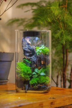 Medium Cylinder Terrarium With LED Grow Lamp, Acrylic Lid Set For Bog, Carnivorous Plants -15x25cm -Ncyp Garden Sale Shop IMG 5242 3676789b c638 460e aba8 d5ac9d7d13ac