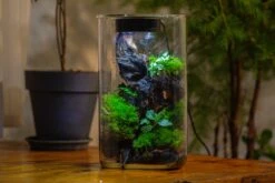 Medium Cylinder Terrarium With LED Grow Lamp, Acrylic Lid Set For Bog, Carnivorous Plants -15x25cm -Ncyp Garden Sale Shop IMG 5243