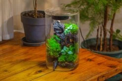 Medium Cylinder Terrarium With LED Grow Lamp, Acrylic Lid Set For Bog, Carnivorous Plants -15x25cm -Ncyp Garden Sale Shop IMG 5244