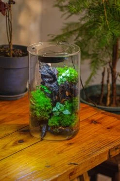 Medium Cylinder Terrarium With LED Grow Lamp, Acrylic Lid Set For Bog, Carnivorous Plants -15x25cm -Ncyp Garden Sale Shop IMG 5245