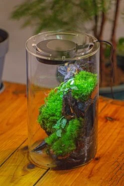 Medium Cylinder Terrarium With LED Grow Lamp, Acrylic Lid Set For Bog, Carnivorous Plants -15x25cm -Ncyp Garden Sale Shop IMG 5246