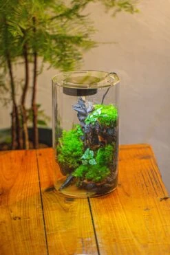 Medium Cylinder Terrarium With LED Grow Lamp, Acrylic Lid Set For Bog, Carnivorous Plants -15x25cm -Ncyp Garden Sale Shop IMG 5247