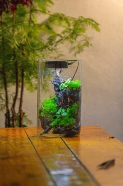 Medium Cylinder Terrarium With LED Grow Lamp, Acrylic Lid Set For Bog, Carnivorous Plants -15x25cm -Ncyp Garden Sale Shop IMG 5248