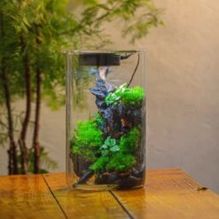 Medium Cylinder Terrarium With LED Grow Lamp, Acrylic Lid Set For Bog, Carnivorous Plants -15x25cm -Ncyp Garden Sale Shop IMG 5248 3