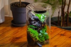 Medium Cylinder Terrarium With LED Grow Lamp, Acrylic Lid Set For Bog, Carnivorous Plants -15x25cm -Ncyp Garden Sale Shop IMG 5251