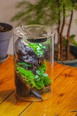 Medium Cylinder Terrarium With LED Grow Lamp, Acrylic Lid Set For Bog, Carnivorous Plants -15x25cm -Ncyp Garden Sale Shop IMG 5252