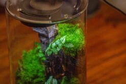 Medium Cylinder Terrarium With LED Grow Lamp, Acrylic Lid Set For Bog, Carnivorous Plants -15x25cm -Ncyp Garden Sale Shop IMG 5256 714a8c4e 8b96 4052 9692 1cc375d64fe0