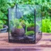 NCYP Watertight Open Geometric Glass Tin Terrarium, For Small Waterpond, Bog, Moss Landscape, Water Pond, Carnivorous Plants