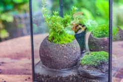 NCYP Watertight Open Geometric Glass Tin Terrarium, For Small Waterpond, Bog, Moss Landscape, Water Pond, Carnivorous Plants -Ncyp Garden Sale Shop IMG 5267