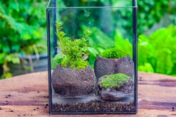 NCYP Watertight Open Geometric Glass Tin Terrarium, For Small Waterpond, Bog, Moss Landscape, Water Pond, Carnivorous Plants -Ncyp Garden Sale Shop IMG 5270