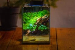 Watertight Glass Terrarium With LED Grow Light, Acrylic Lid For Moss Wall, Vertical Planting -15x15x20cm / 5.9x5.9x7.8 -Ncyp Garden Sale Shop IMG 5290 0bb4f887 42ac 455f b009 50c435f25865