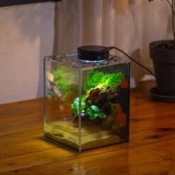 Watertight Glass Terrarium With LED Grow Light, Acrylic Lid For Moss Wall, Vertical Planting -15x15x20cm / 5.9x5.9x7.8 -Ncyp Garden Sale Shop IMG 5296 fe57f94d fe4d 4e86 9ced 06a49c03e724