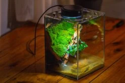 Watertight Glass Terrarium With LED Grow Light, Acrylic Lid For Moss Wall, Vertical Planting -15x15x20cm / 5.9x5.9x7.8 -Ncyp Garden Sale Shop IMG 5301 ce4ff9e4 ac9e 44a6 9292 d0fbb4e04bc2
