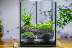 NCYP Watertight Open Geometric Glass Tin Terrarium, For Small Waterpond, Bog, Moss Landscape, Water Pond, Carnivorous Plants -Ncyp Garden Sale Shop IMG 5333