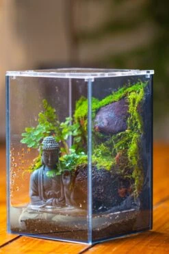 Watertight Glass Terrarium With LED Grow Light, Acrylic Lid For Moss Wall, Vertical Planting-12x12x18cm / 4.7x4.7x7.1'' -Ncyp Garden Sale Shop IMG 5449 a2251189 ed52 4e79 8eda e38f7d64c53f